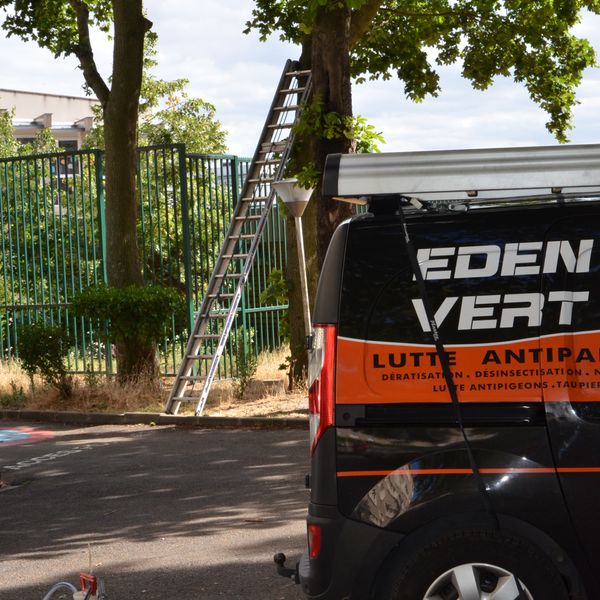 Dégâts causés par les rats