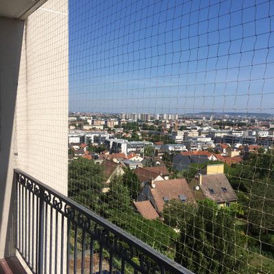 Pigeons dans le jardin