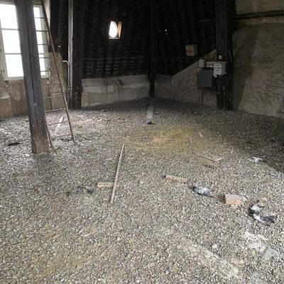 Pigeons dans le jardin