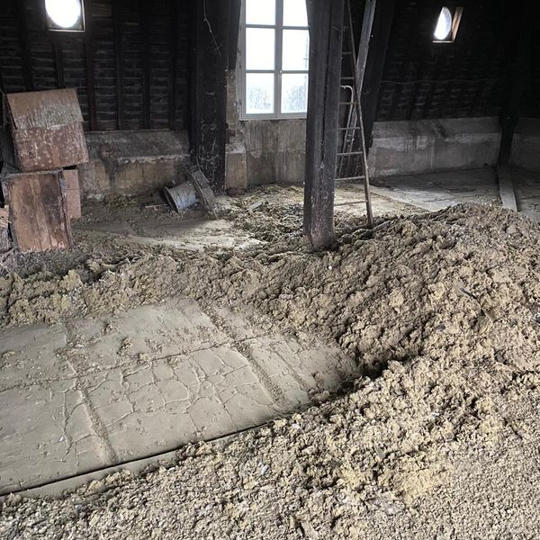 Pigeons dans le jardin