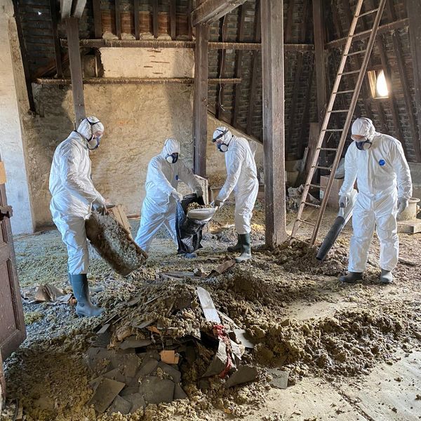 Pigeons dans le jardin