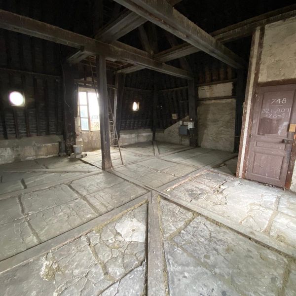 Pigeons dans le jardin