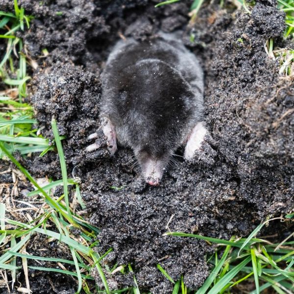 Expert en dératisation