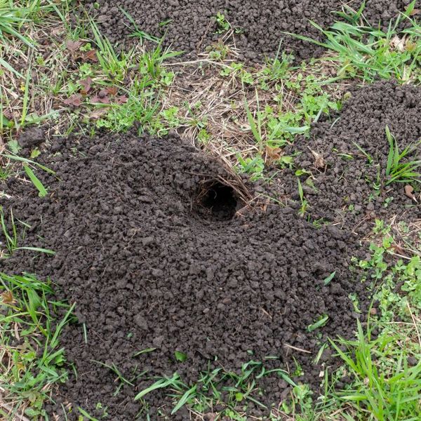 Taupes dans le jardin