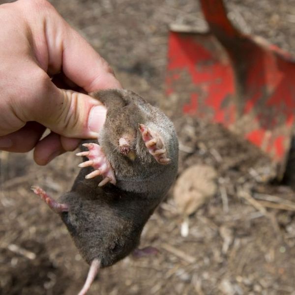 Taupes dans le jardin