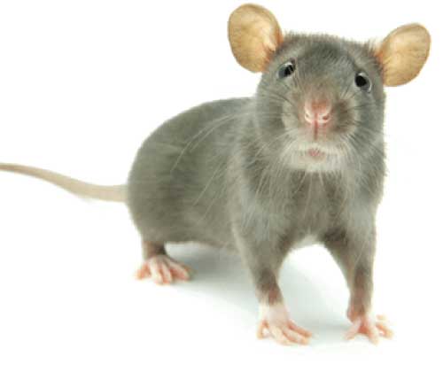 Les Souris