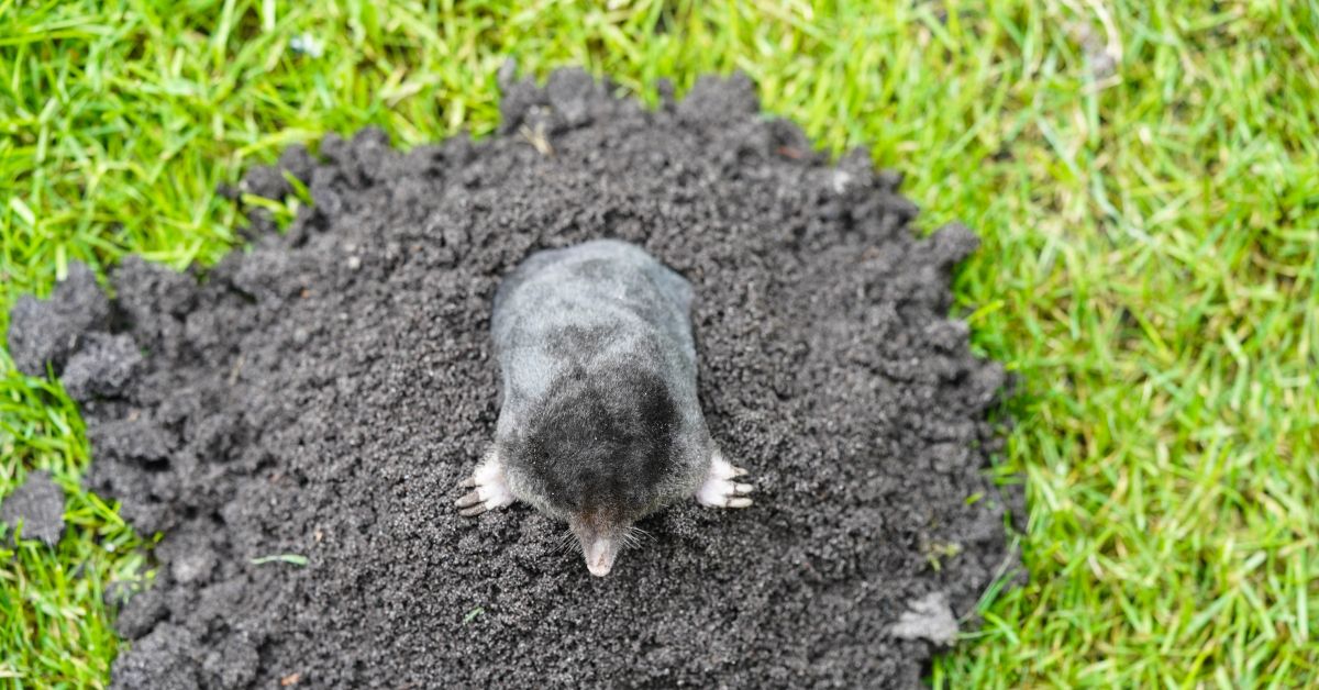 Taupes dans le jardin